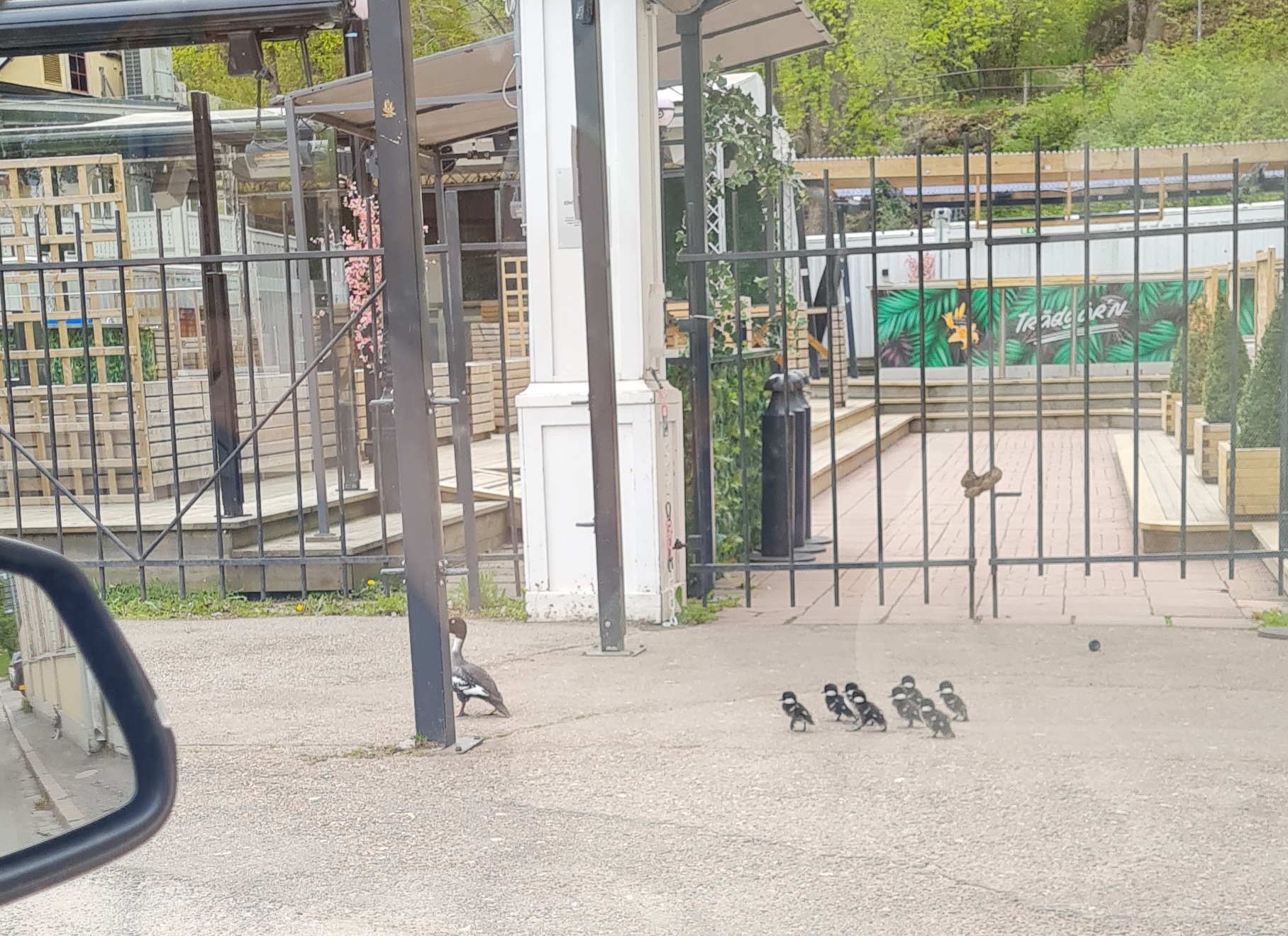 Svandammen i Uppsala har fått en ny fågelsort