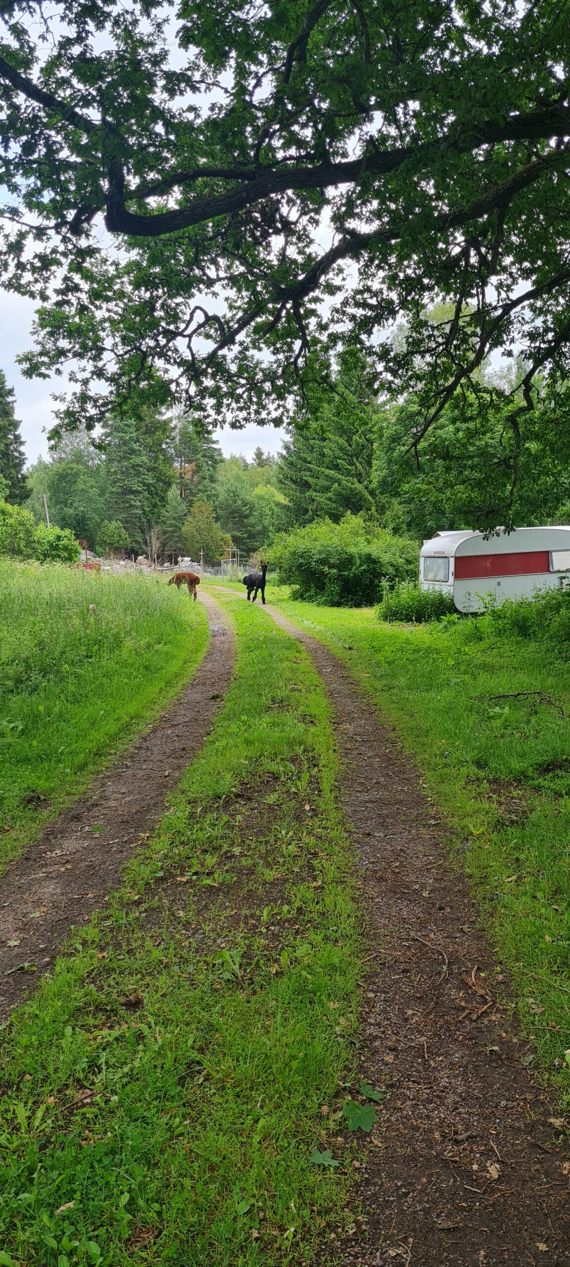Vackert område med massor av olika djur från en bondgård