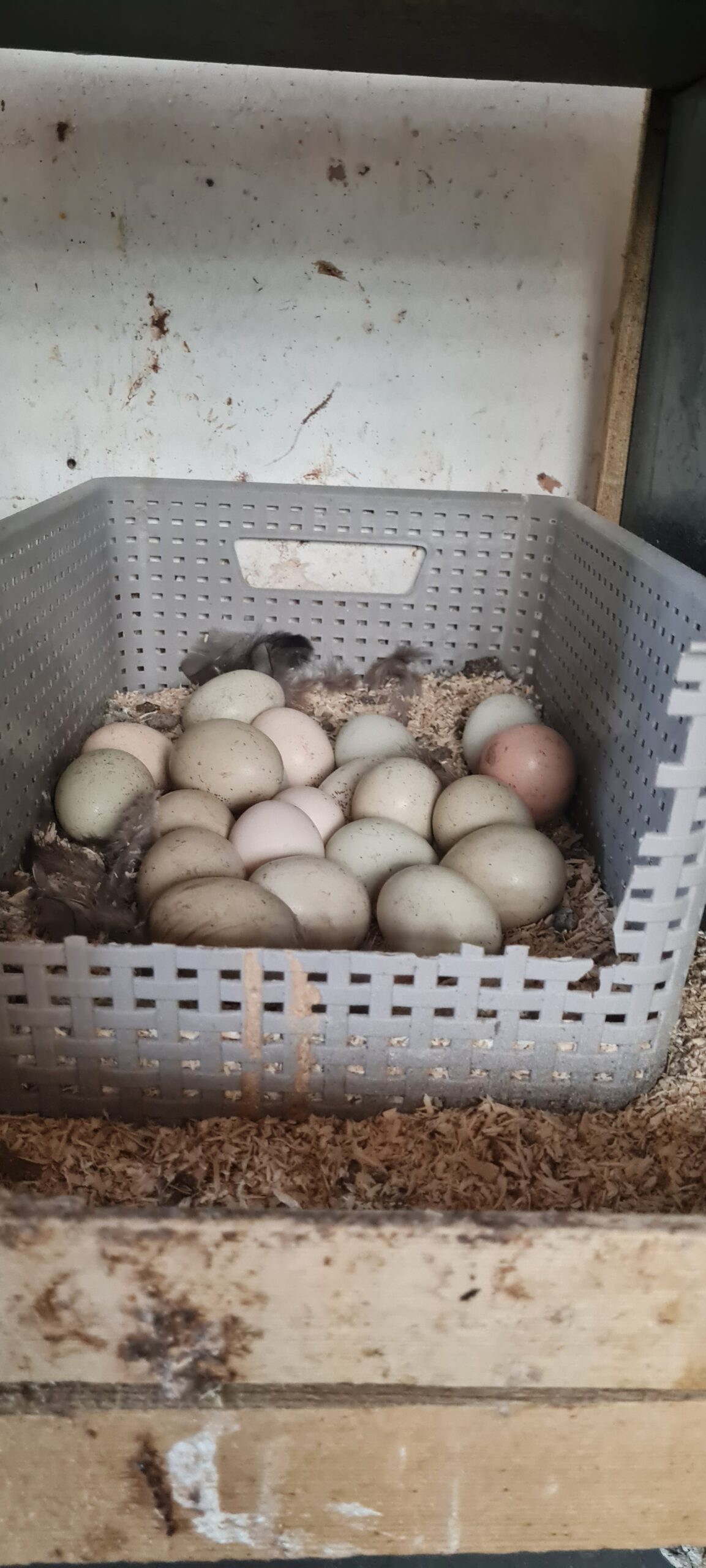 Vi köpte massor av ägg i flera olika färger